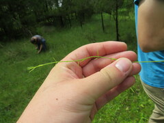 Agalinis oligophylla