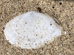Rexithaerus secta
