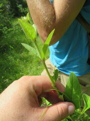 Silphium confertifolium