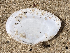 Rexithaerus secta