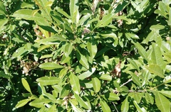 Prunus tenella