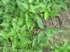 Silphium confertifolium
