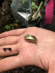 Chrysina resplendens