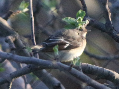 Semicollared Flycatcher (Ficedula semitorquata), photo 9