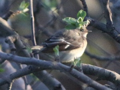 Ficedula semitorquata