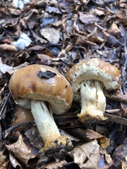 Cortinarius epiphaeus