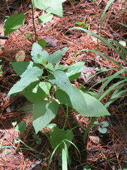 Salvia chapmanii