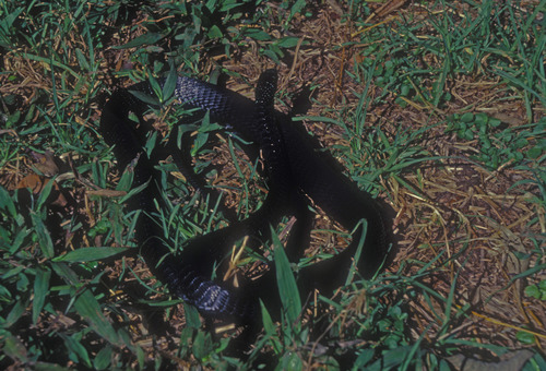 Photo of a Jackson's Black Tree Snake (Thrasops jacksonii)