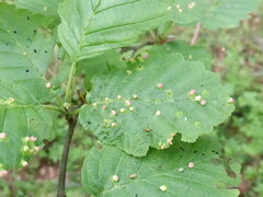 Eriophyes alniincanae
