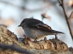 Ficedula semitorquata