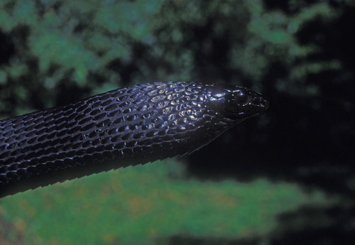 Black Tree Snake