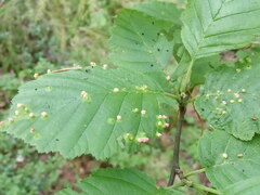 Eriophyes alniincanae