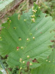 Eriophyes alniincanae