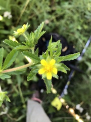 Potentilla paradoxa