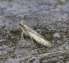 Argyresthia conjugella