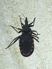 Triatoma sanguisuga