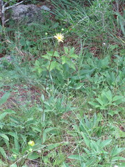 Silphium confertifolium