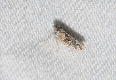 Dixianus utahnus