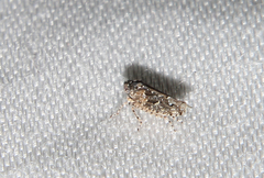 Dixianus utahnus