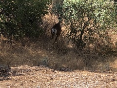 Odocoileus hemionus californicus