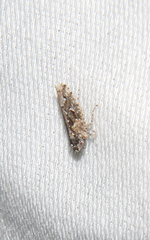 Dixianus utahnus