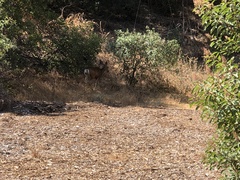 Odocoileus hemionus californicus