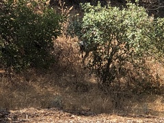 Odocoileus hemionus californicus