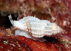 Pseudodaphnella philippinensis
