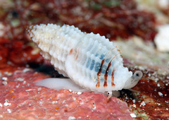 Pseudodaphnella philippinensis