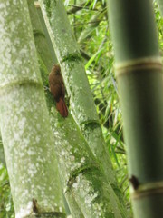 Dendrocincla fuliginosa