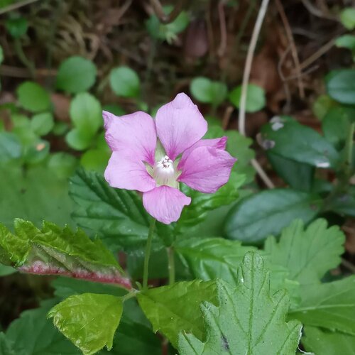 Rubus arcticus iNat (3)