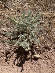 Astragalus purshii