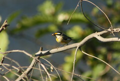 Pardalotus striatus ornatus