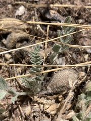 Astragalus purshii