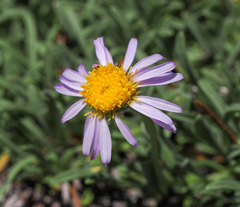 Erigeron barbellulatus