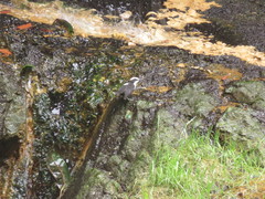 Cinclus leucocephalus