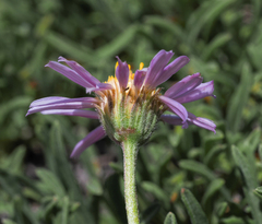 Erigeron barbellulatus