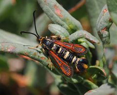 Synanthedon chrysidipennis