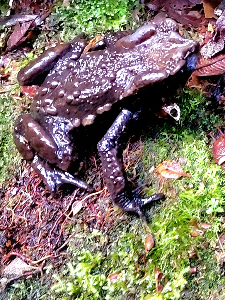 Mendoza Pass Toad