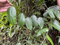 Passiflora trinervia