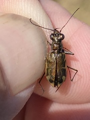 Ellipsoptera cuprascens