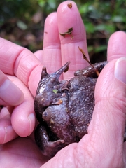 Rhinella arborescandens