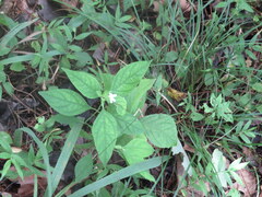 Yeatesia viridiflora