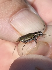 Ellipsoptera cuprascens