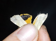 Noctua fimbriata