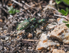 Cicindela depressula depressula