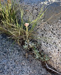 Antennaria rosea ssp. rosea