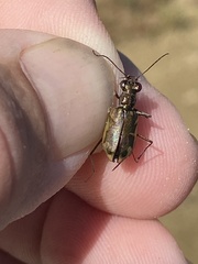 Ellipsoptera cuprascens