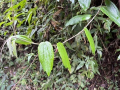 Passiflora trinervia