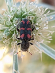 Trichodes flavocinctus